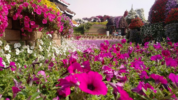 Flower garden