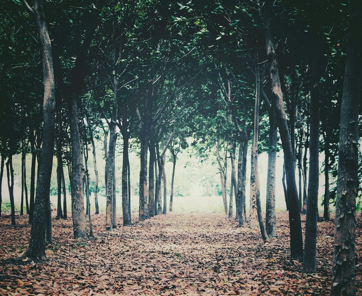 Nature