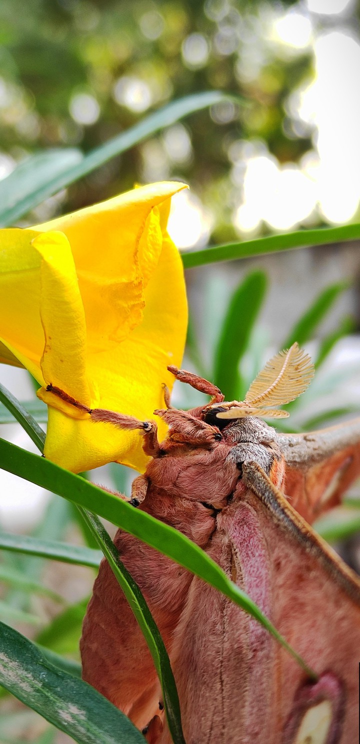 japanese butterfly