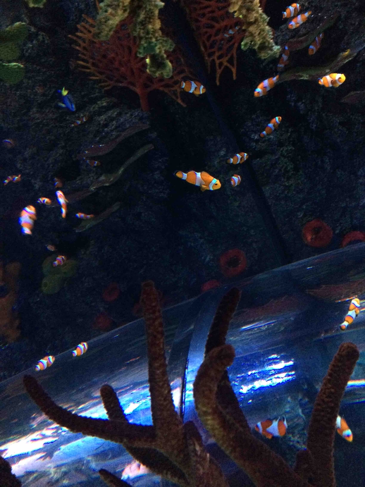 Nemo!! Where are youu ? ?
