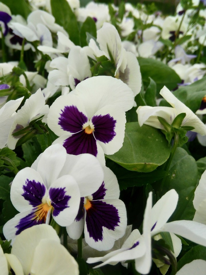 FLOWERS