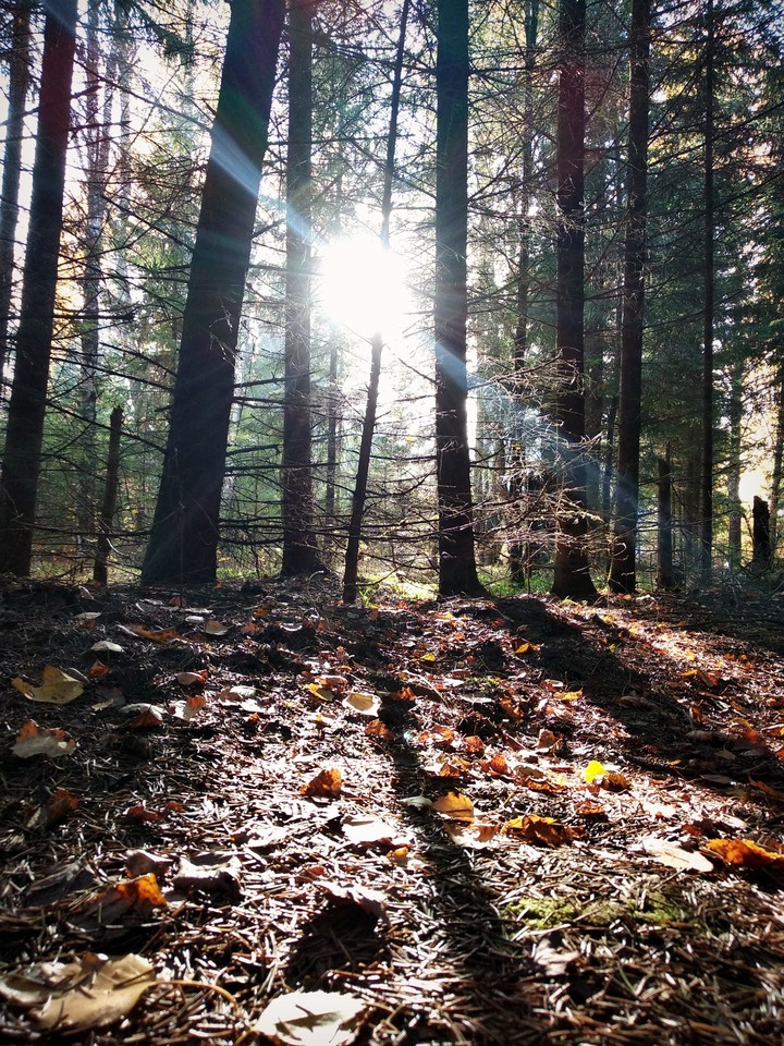 forest