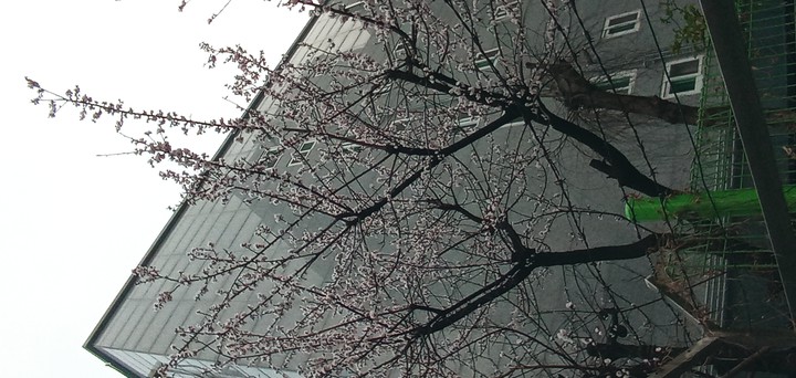 올들어 처음 보는 벚꽃