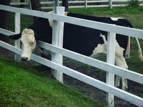 cow