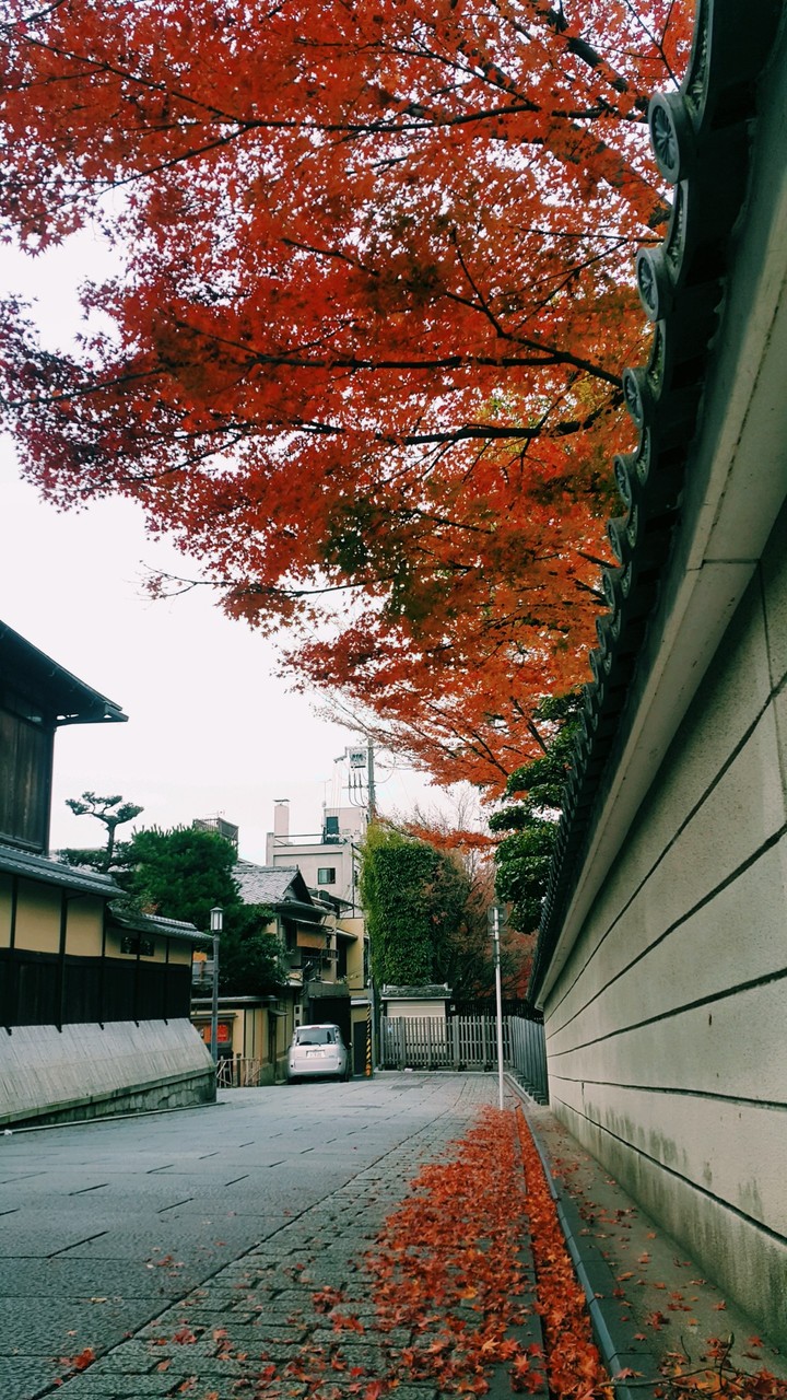 京都楓紅