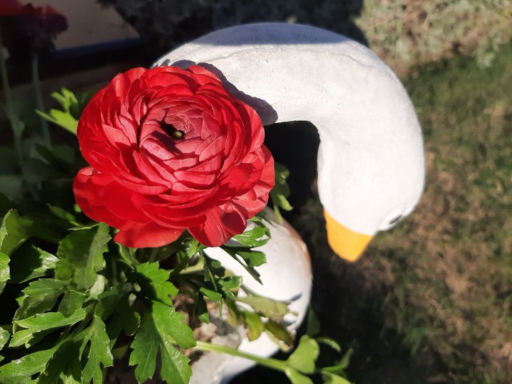 Flower...