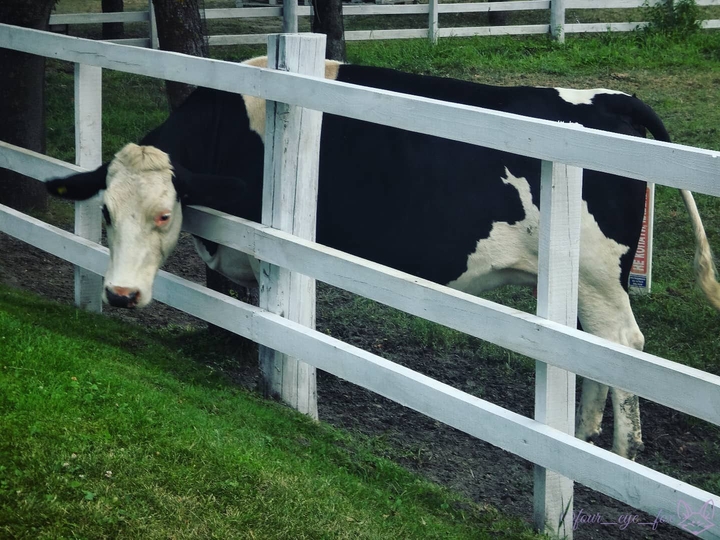 cow