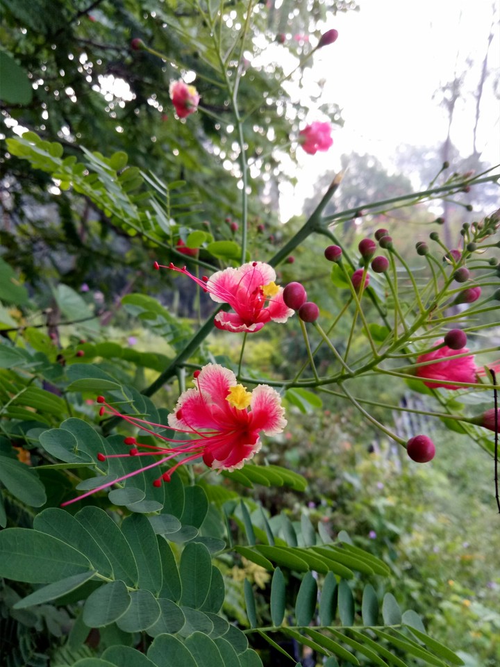 Red flowers