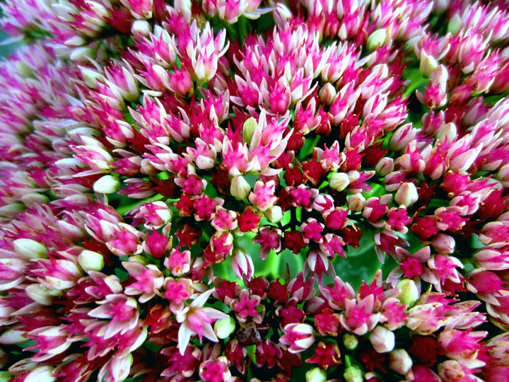 Stonecrop
