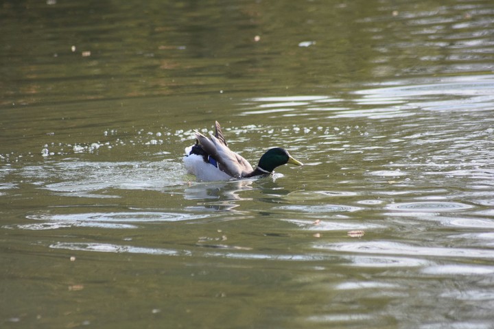 Breaking Duck