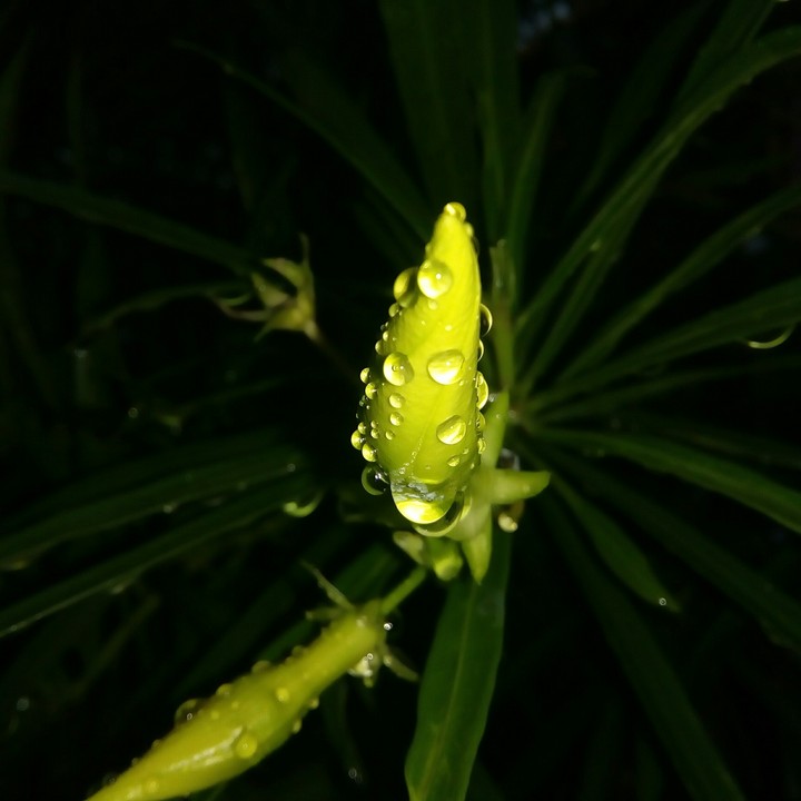 petal