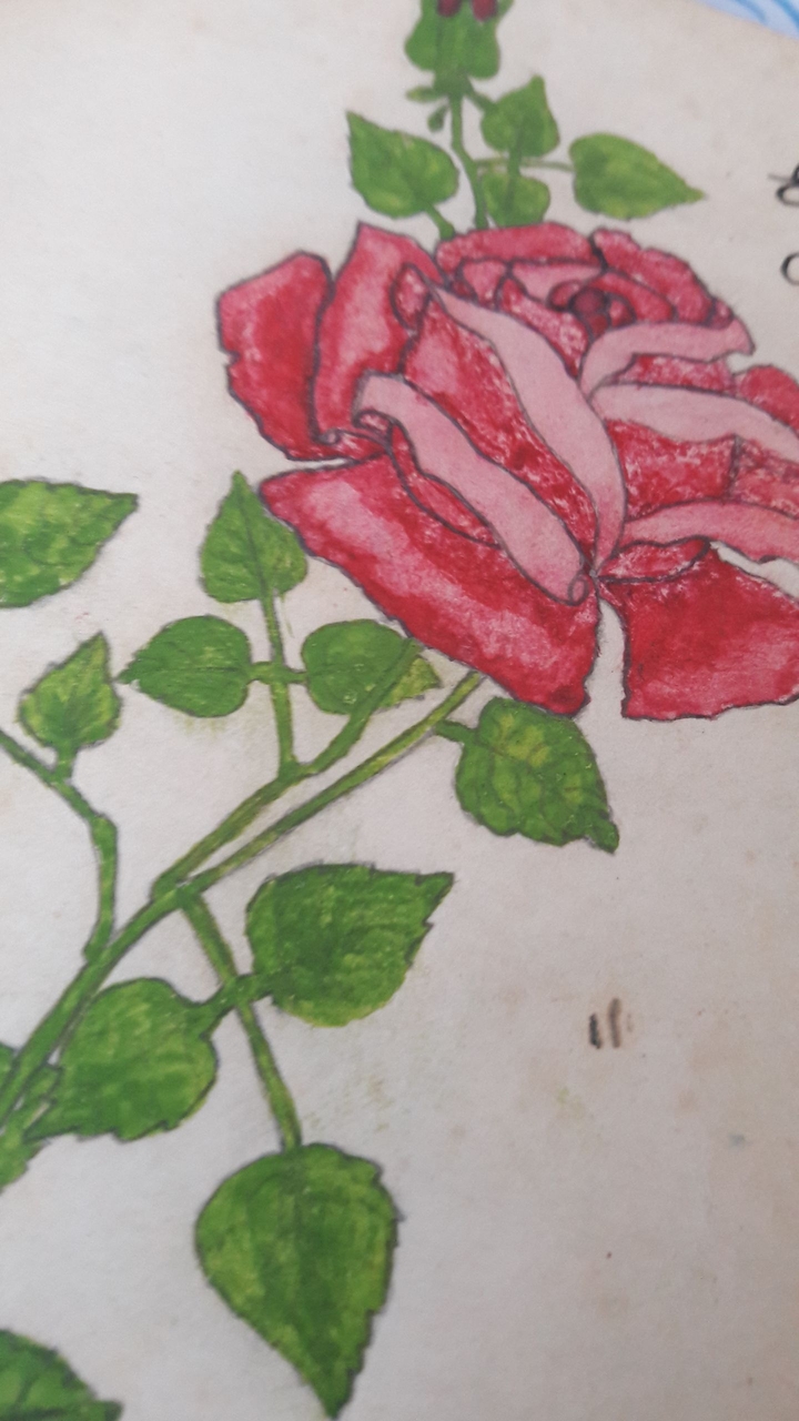 rose