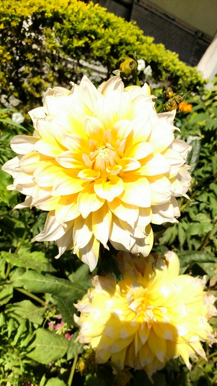 nice flowee