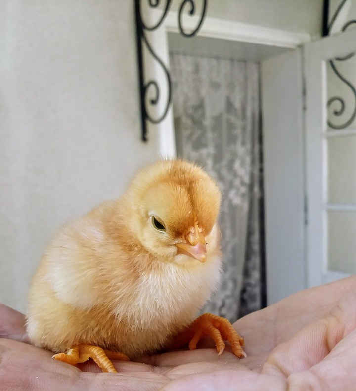 Little chicken