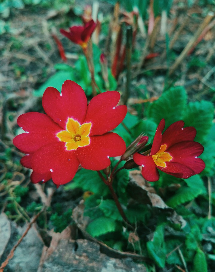 flowers