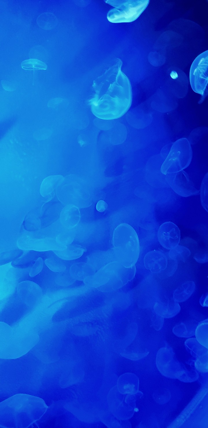 The Jellyfish