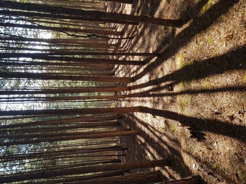 pinus silvestris
