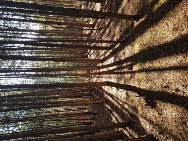 pinus silvestris