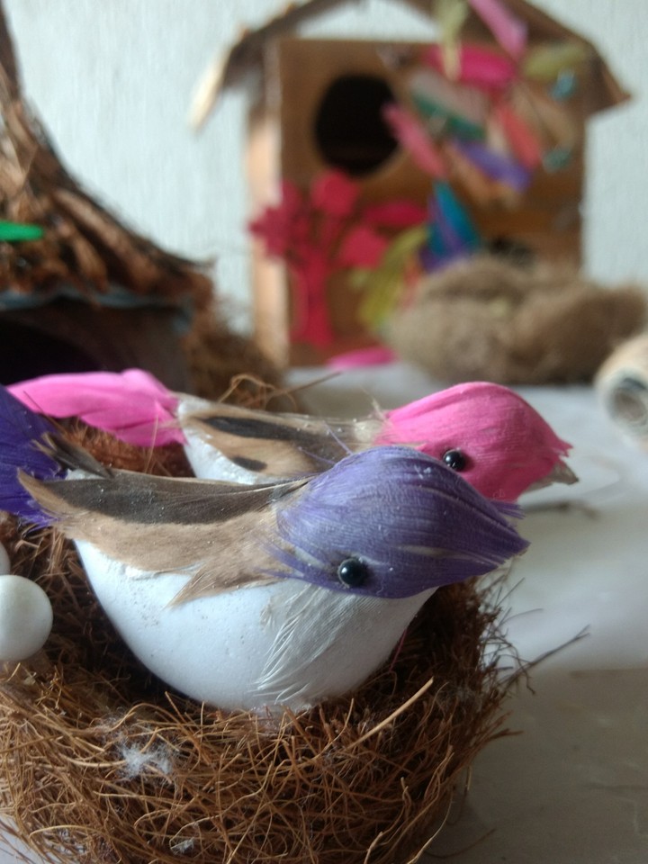 birds