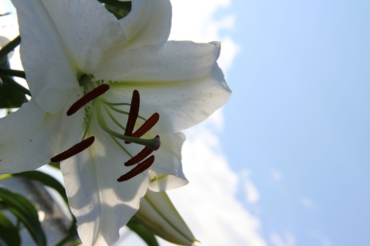 #lily