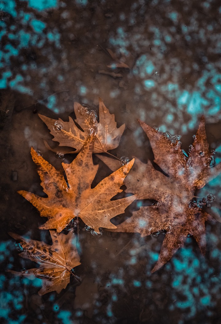 leaves