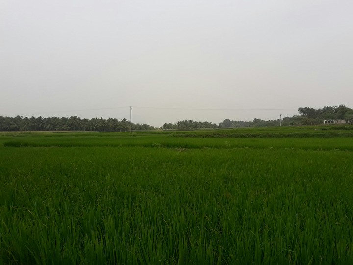 nature