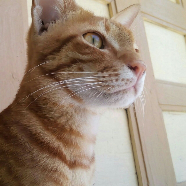 Tom