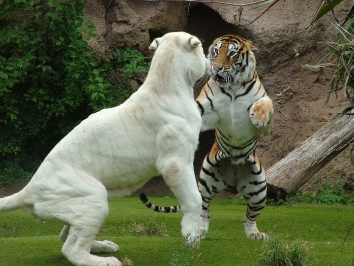 Tiger-Fight