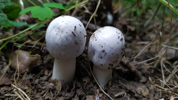 ?