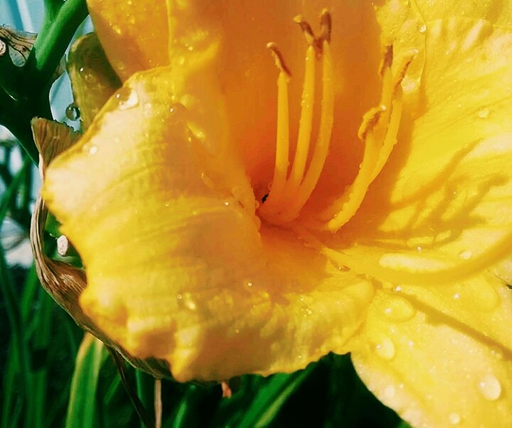 plain but cute yellow flower