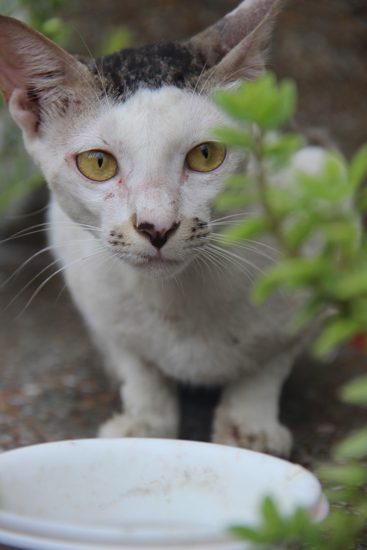 Early Monsoon Shots