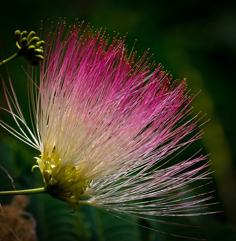 magenta, plant háttérképek