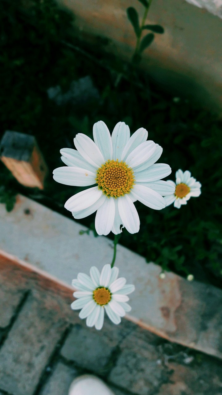 flor
