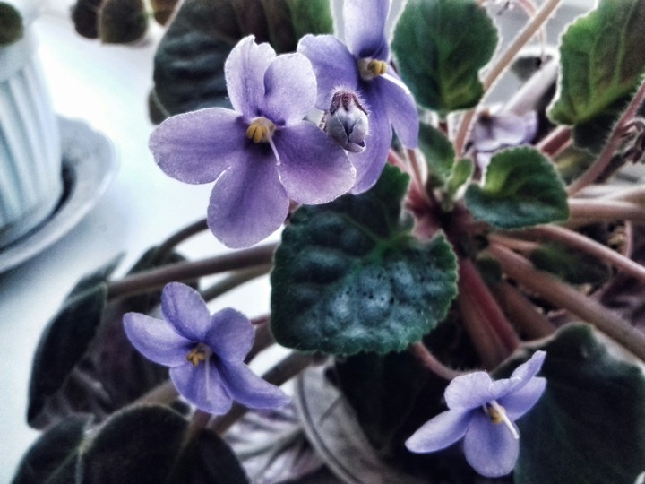 flowers