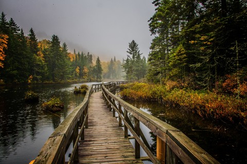 tapety wood, boardwalk