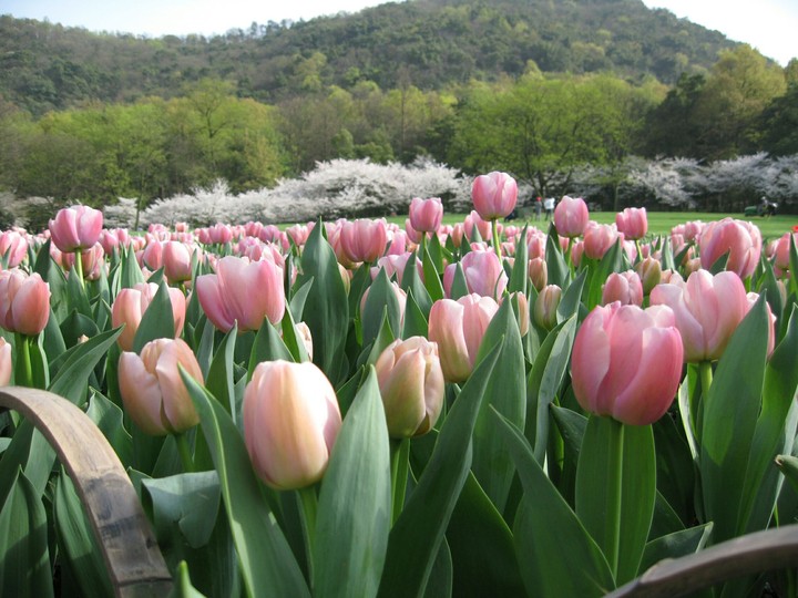 Tulips of China