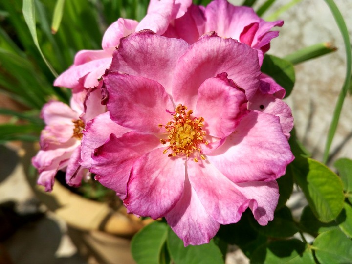rose