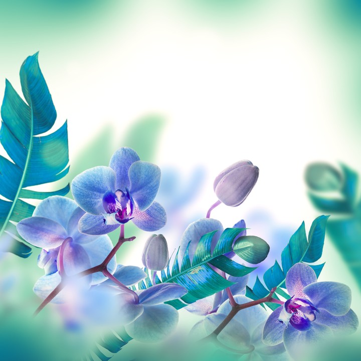 orchidea
