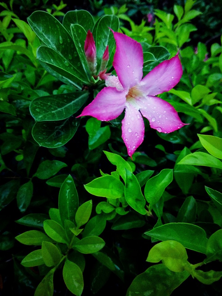 raindrops