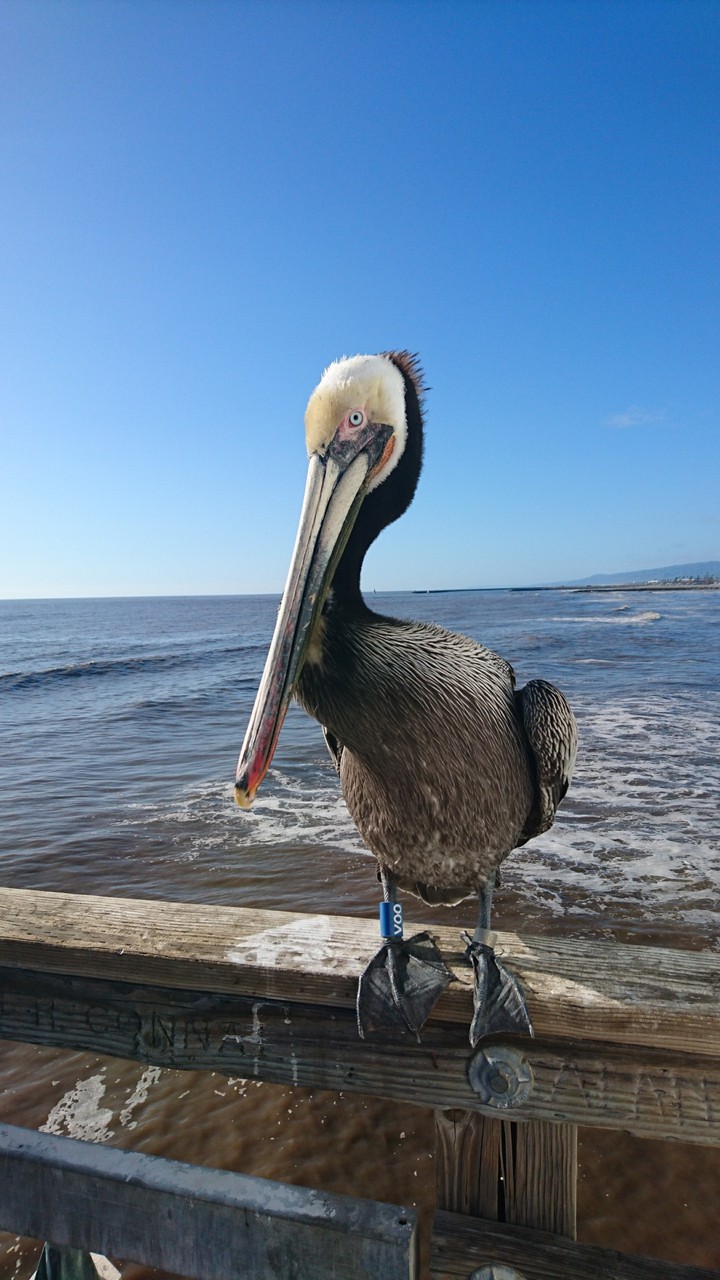 pelican