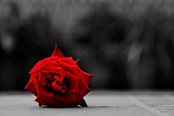 Rose