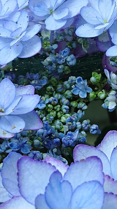 רקעים plants, hydrangea