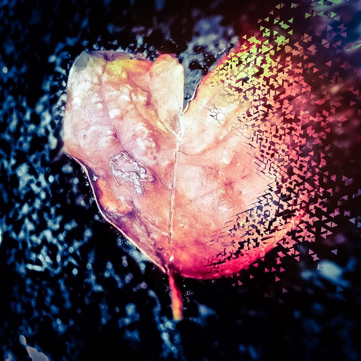Heart leaf
