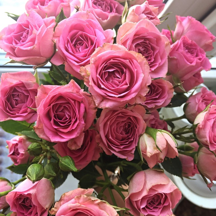Rose