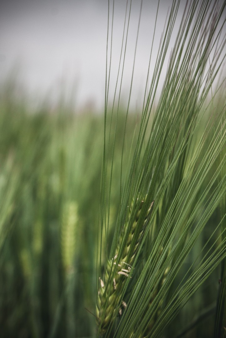Grass