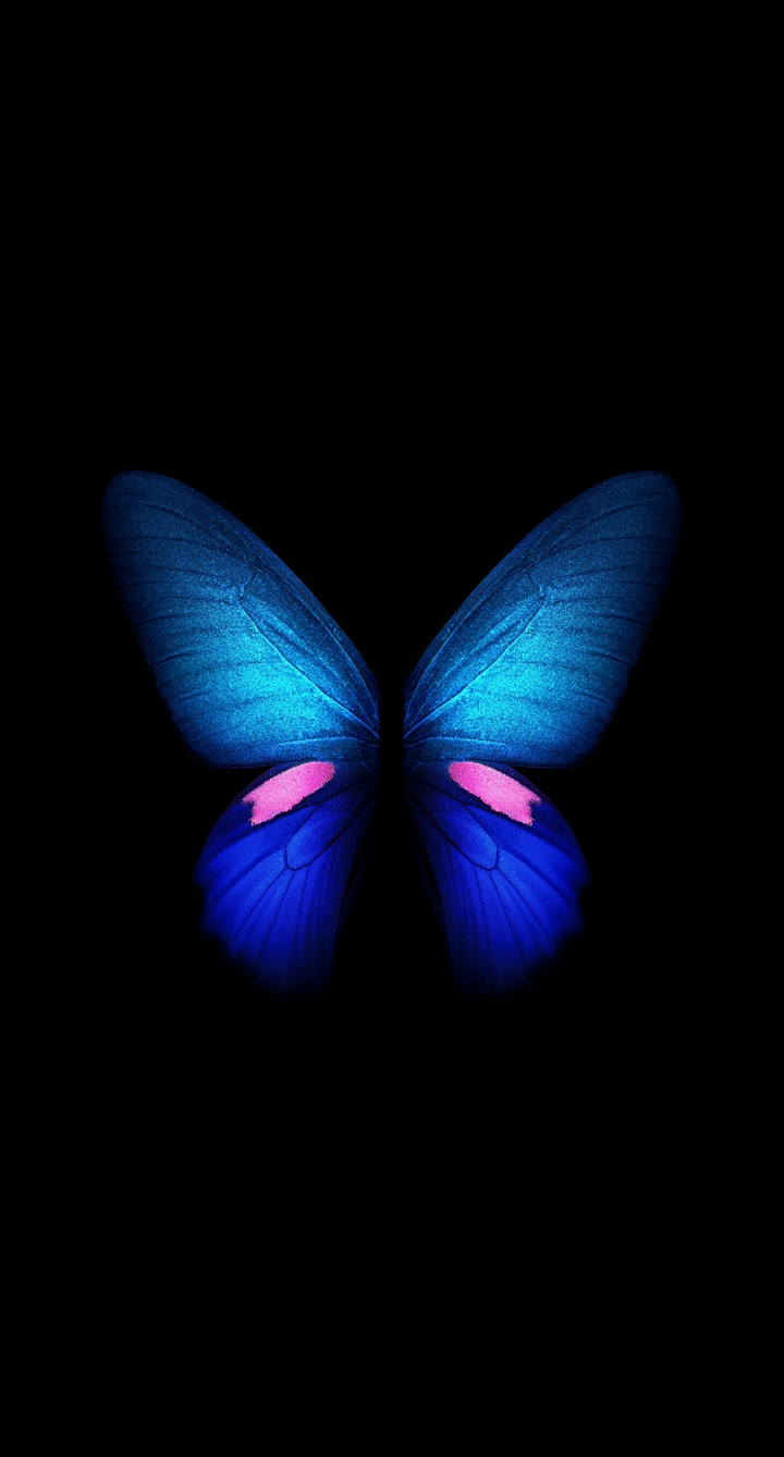 vibrant colors....... butterfly.....
