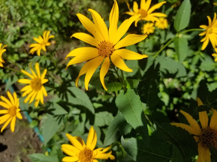 flowers