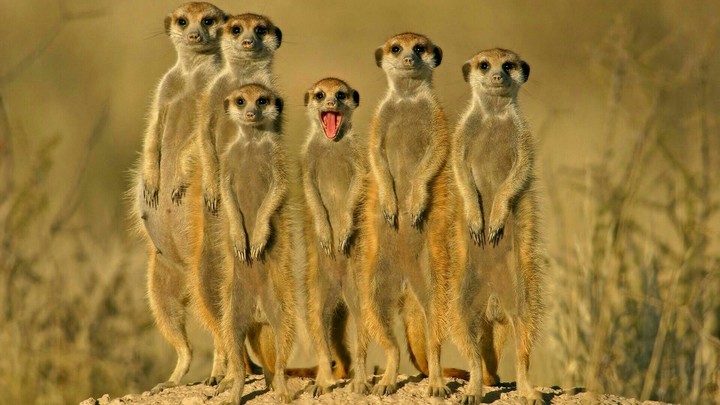 Family picture
