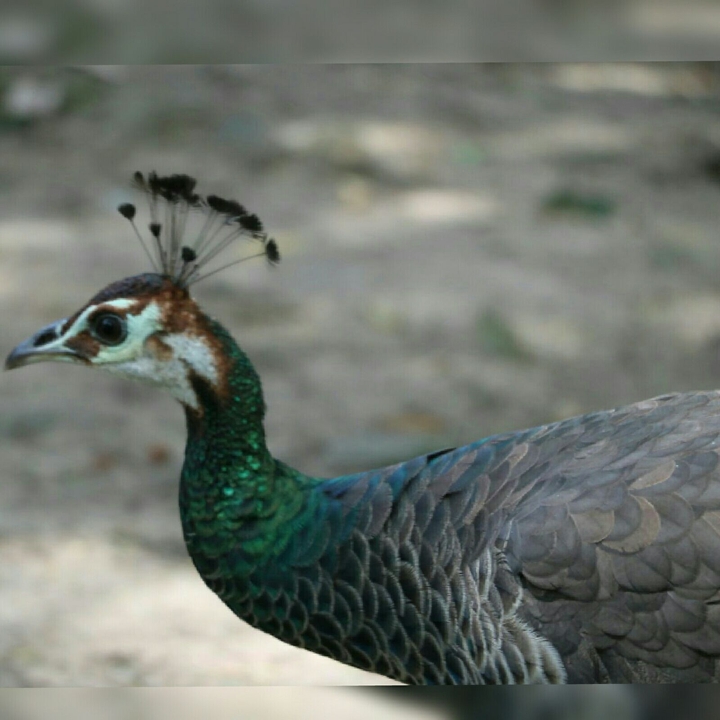 peacock!!