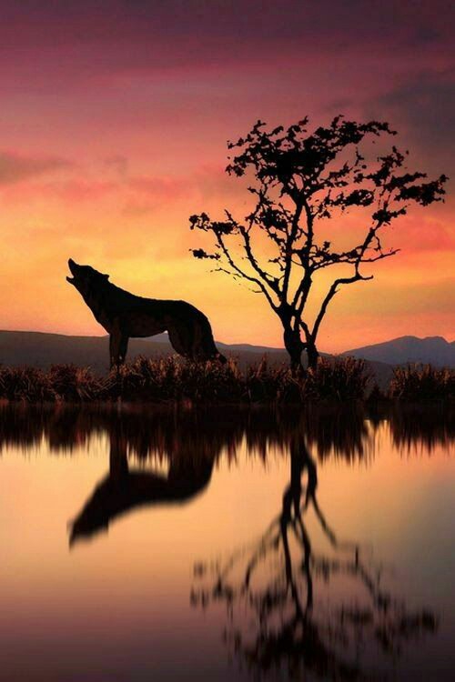 wolf